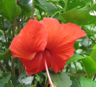 Schöne Hibiscusblüten