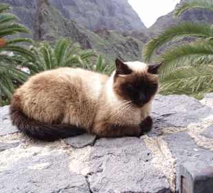 Katze in Masca