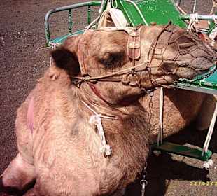 Timanfaya Nationalpark