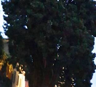 Der Uralte Baum vor der Kirche