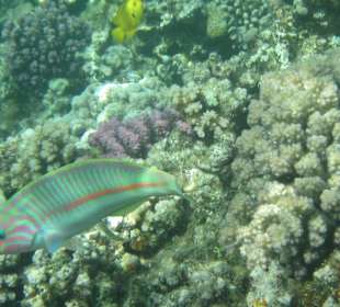 Unterwasserwelt am Hausriff 