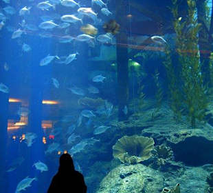 Aquarium in der Dubai Mall