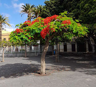 Stadtrundfahrt Santa Cruz