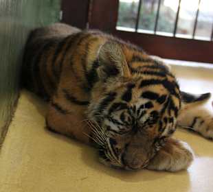 Tygrys Tiger Kingdom