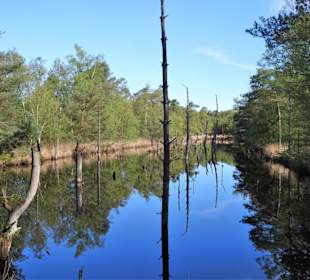Impressionen vom Rundgang durch das Pietzmoor