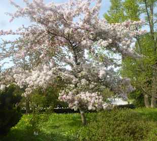 Botanischer Garten München