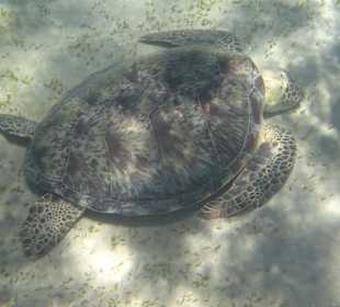 "Babyschildkröte"
