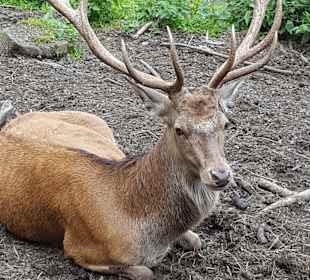 Wild- und Freizeitpark Willingen