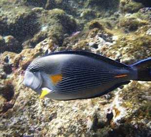 Tego nad Bałtykiem nie zobaczysz 