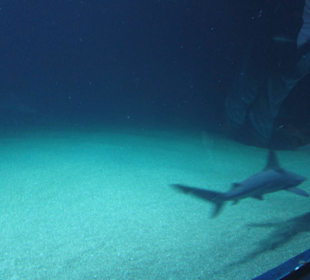 Aquarium / Oceanongrafic