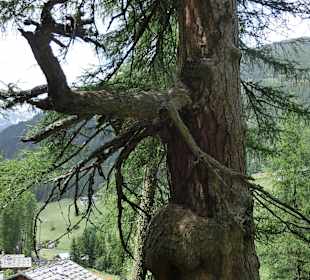 Im Ultental St Gertraud