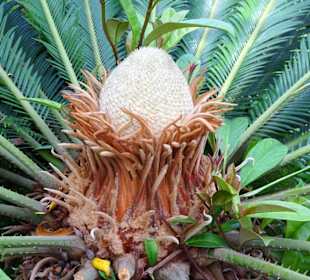 Im Kuppelgewächshaus des Botanischen Gartens