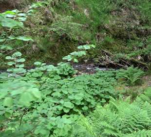 Wasserfälle Allerheiligen