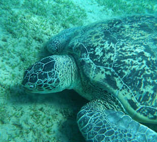 Seekühe/Delphine/Schildkröten gibt es live