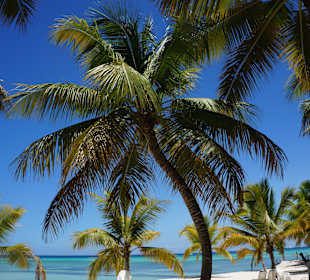 Saona