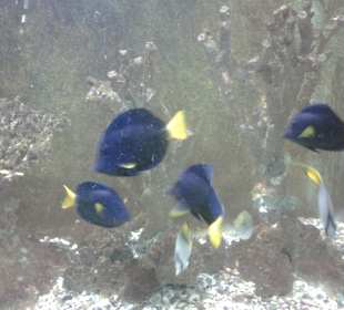 Aquarium in Hurghada
