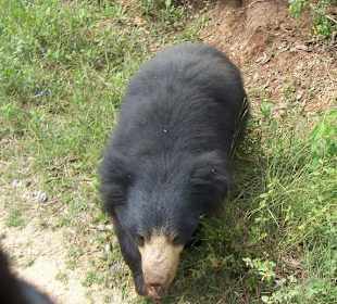 Bär im Bannerghata National Park