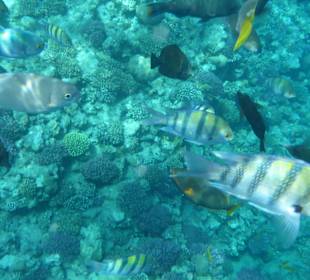 Schnorcheln Makadi Bay