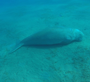 Schnorcheln Marsa Alam