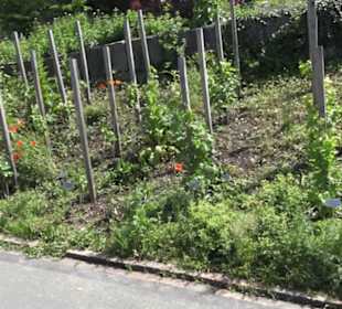 Botanischer Garten der Universität Zürich