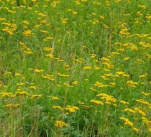 Wandern Schmallenberg