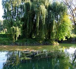 Weide an der alten Isar