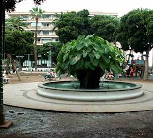 Großer Blumentopf - Mittelpunkt der Plaza