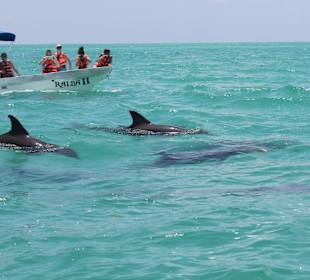 Delfin Tour 