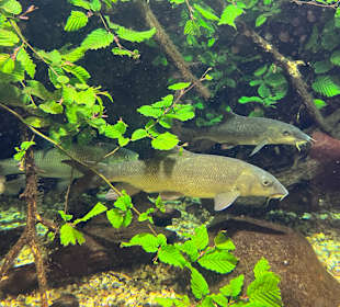Aquazoo Löbbecke Museum Düsseldorf