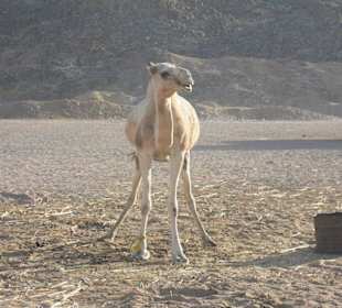 Ausflug in die Wüste