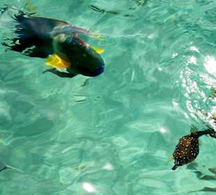 Рыбки на понтоне