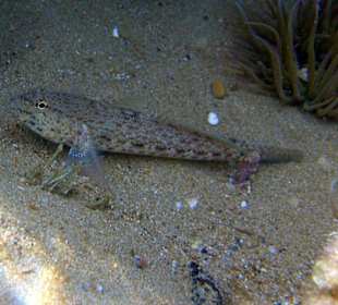 Unterwasserwelt am Amara Beach