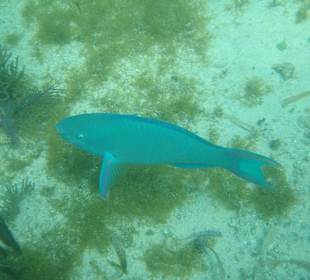 Schnorcheln vor "Isla Mujeres"