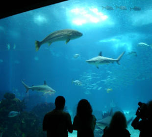 Das große Becken mit Hai!