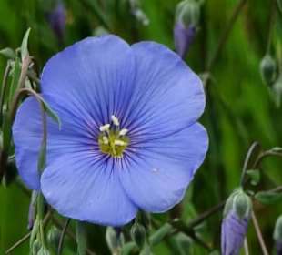 Nahaufnahme der Blumen