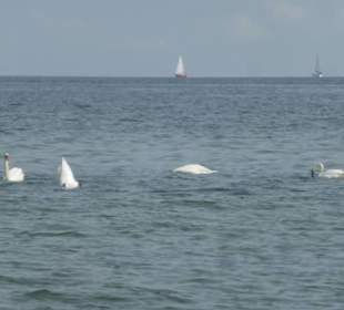 Im Mai 2022 am Strand von Priwall