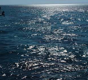 Wypatrujemy delfinów