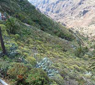 Impressionen La Gomera
