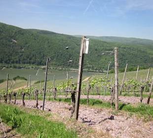 Impressionen Kräuterweg in Assmannshausen