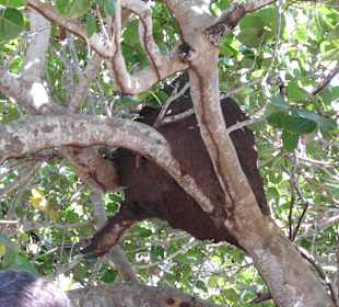 Termitenhügel im Baum