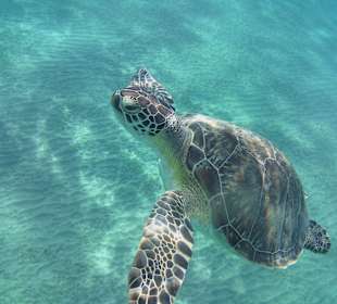 Schnorcheln Abu Dabbab