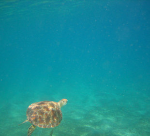 Schildkröte in der Coraya Bay