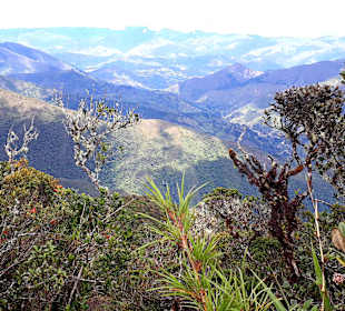 Podocarpus Nationalpark
