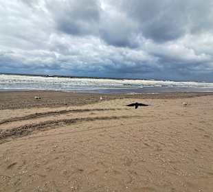 Zuiderstrand Den Haag in Den Haag