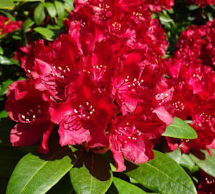 Hauptblüte im Rhododendronpark Bremen