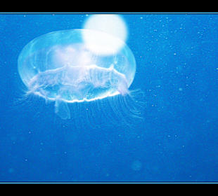 Delphintour 02.05.2012