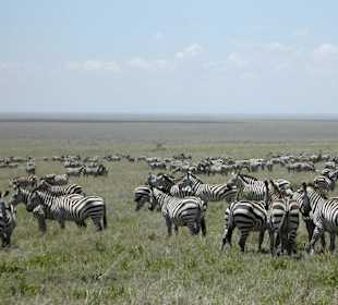 Zebras in der Serengeti