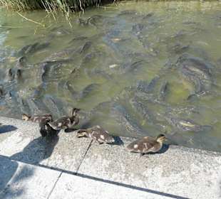 Fische und Enten 