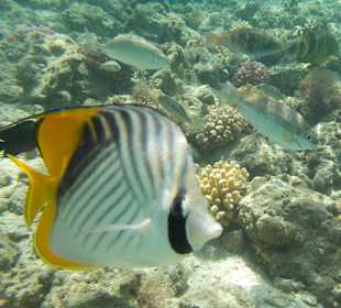 Schnorcheln Makadi Bay