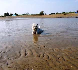 Am Hundestrand entlang bei Ebbe
